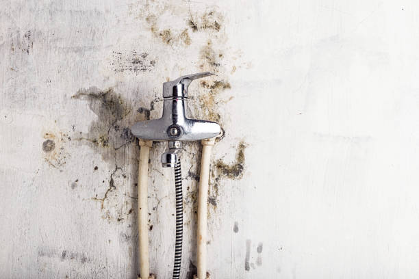 Best Same-Day Mold Removal  in Hardinsburg, KY