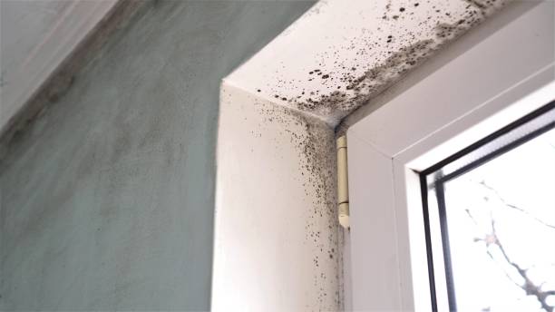 Best Home Mold Removal  in Hardinsburg, KY