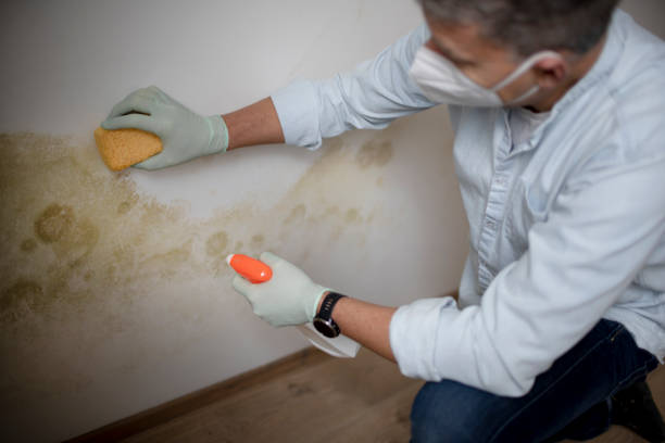 Mold Removal and Inspection in Hardinsburg, KY