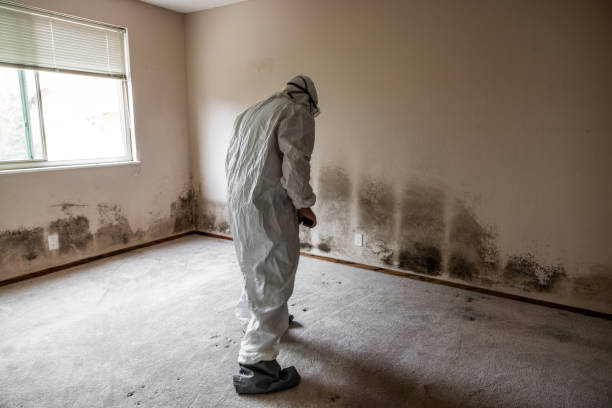 Best Commercial Mold Removal  in Hardinsburg, KY
