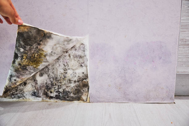Best Mold Remediation  in Hardinsburg, KY